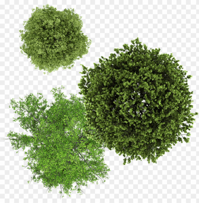 tree top view illustration png