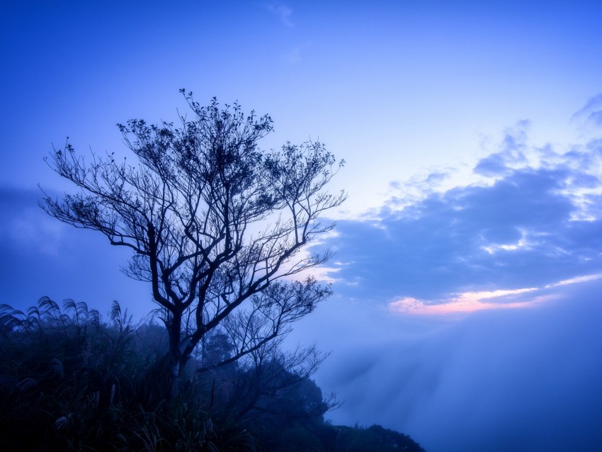 tree, fog, branches, sky, clouds