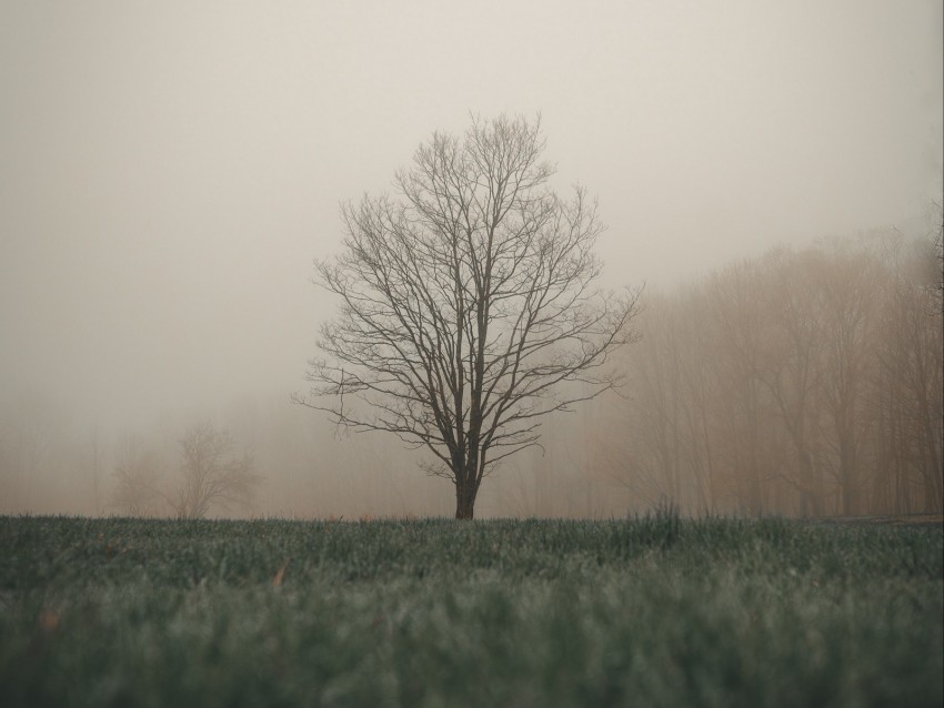 tree, fog, grass, landscape, autumn