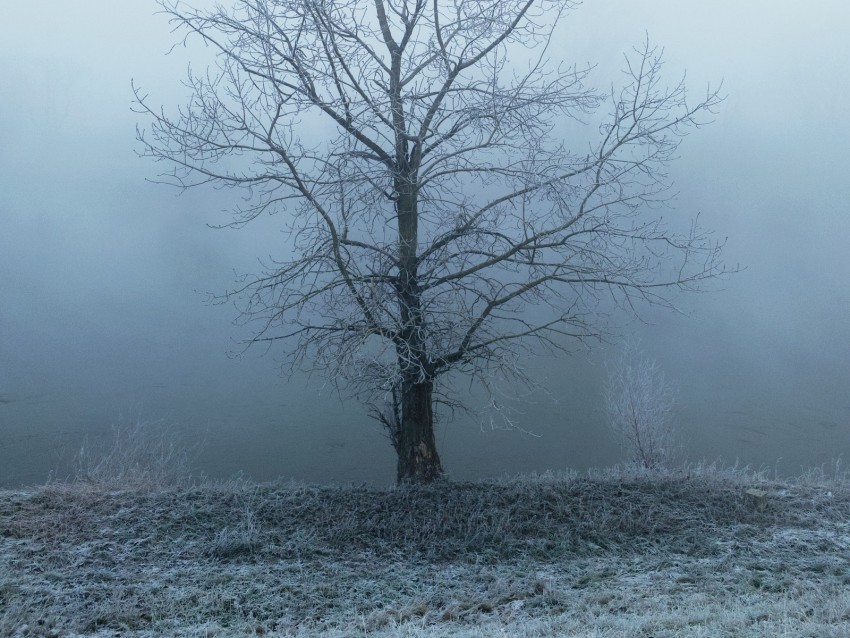tree, fog, haze, hoarfrost, frost