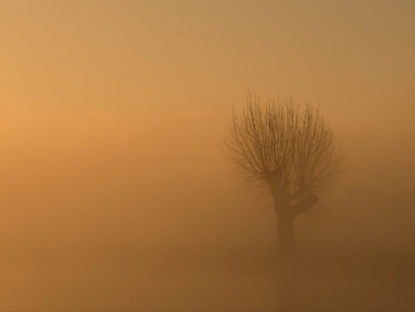 tree, fog, mist, lonely, gloomy