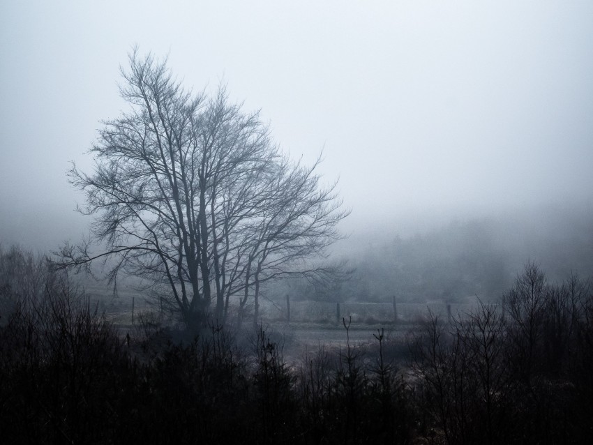 tree, fog, sky
