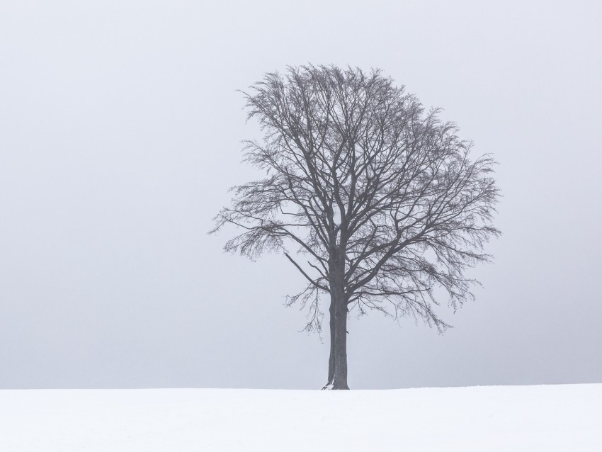 tree, fog, snow, lonely, landscape