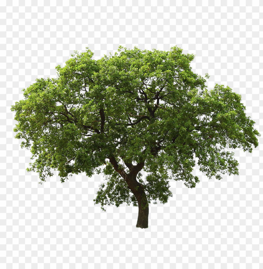 Tree Free Download Png Transparent Background Tree Clipart Png Image With Transparent Background Toppng