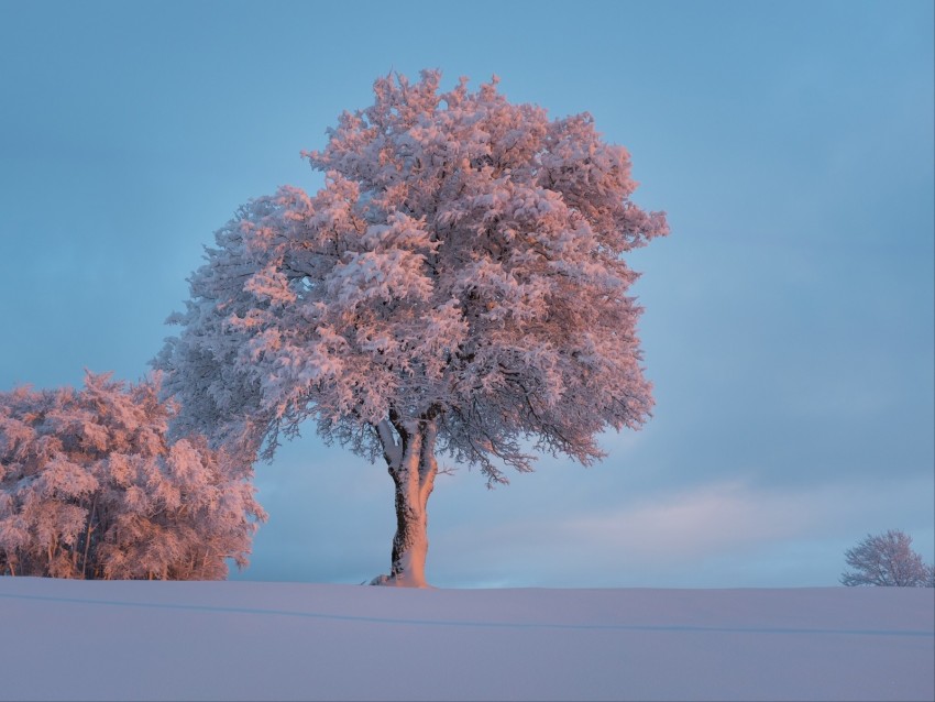 tree, frost, snow, winter, snowy