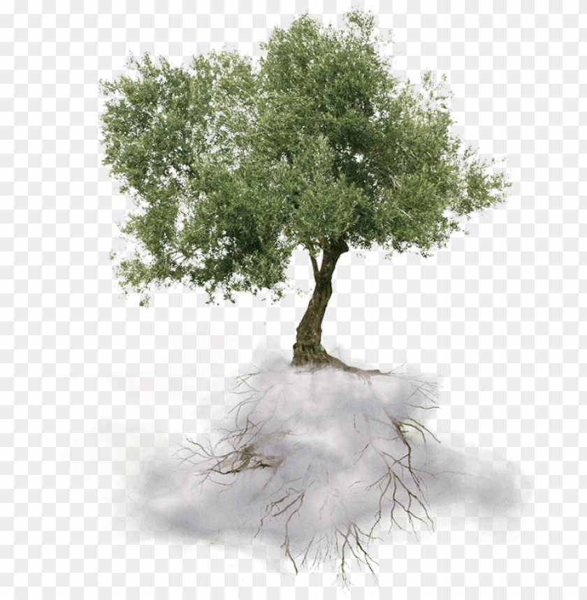 free PNG tree - greek olive tree PNG image with transparent background PNG images transparent