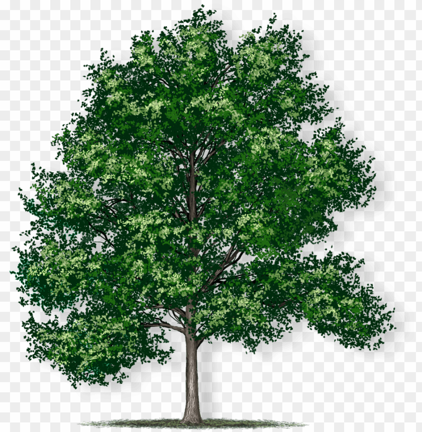leaf, silhouette, chestnut tree, oak tree silhouette, water, season, nuts