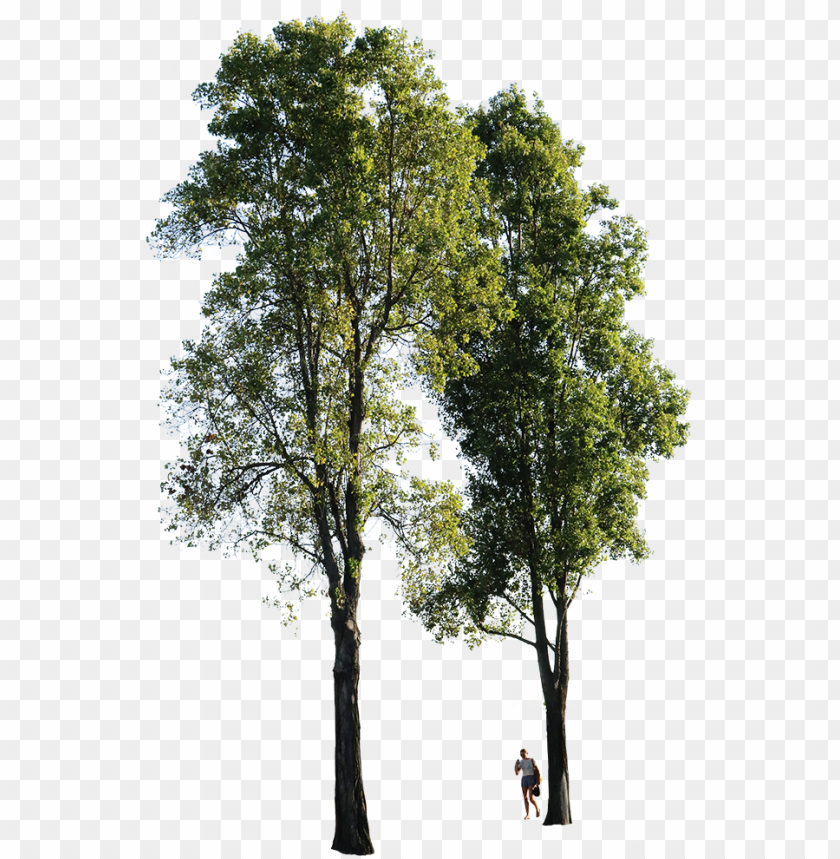 Tree High Quality PNG Image With Transparent Background