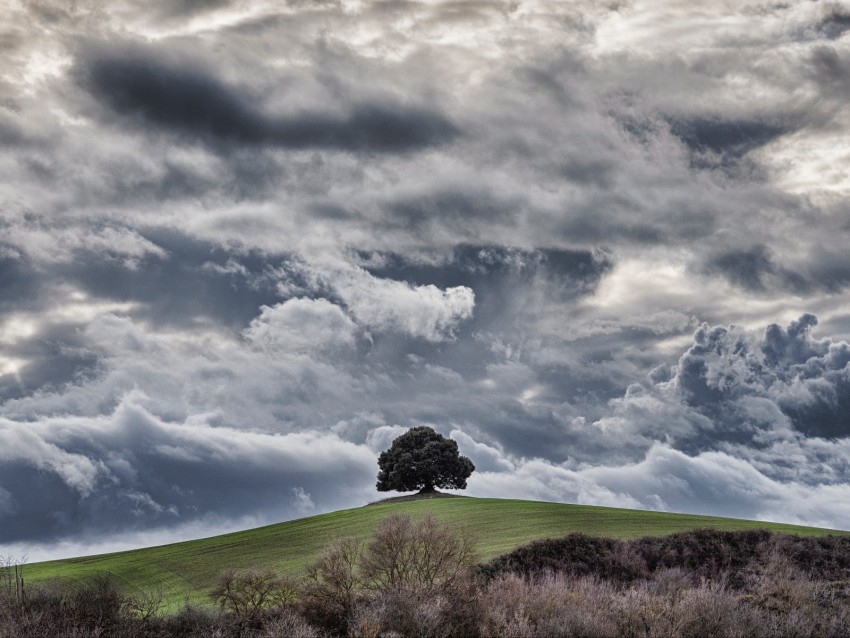 tree, hill, clouds, overcast, sky, grass