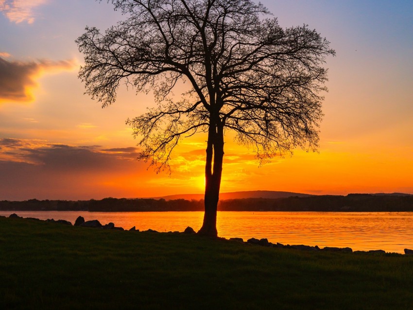 tree, lake, sunset, shore, evening, landscape
