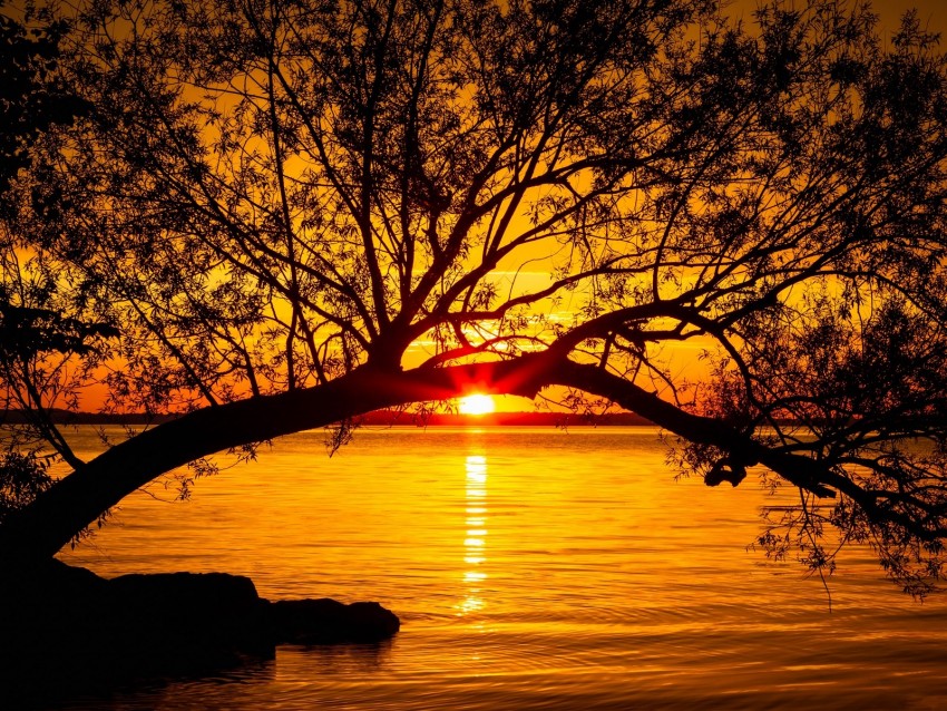 tree, lake, sunset, sun, sunlight, twilight