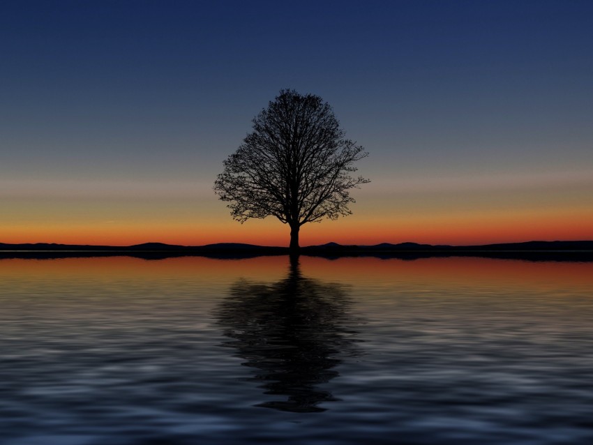 tree, lonely, horizon, reflection, sunset, minimalism