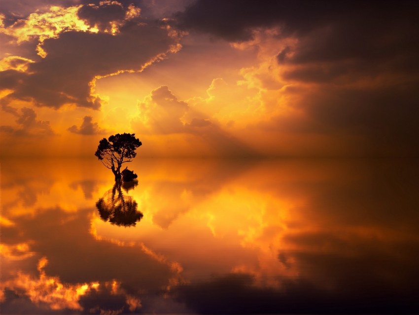 Tree Lonely Reflection Sea Horizon Png - Free PNG Images