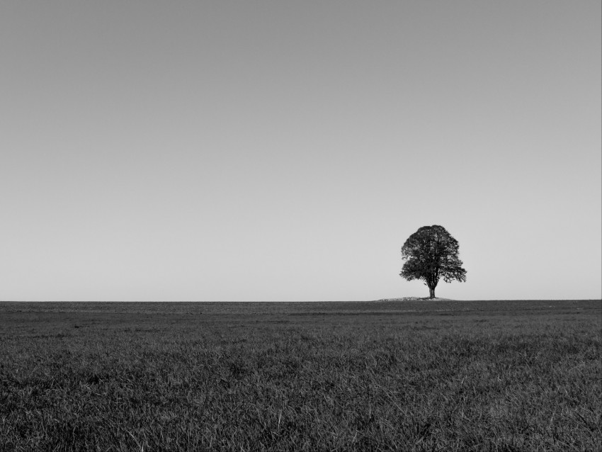 tree, minimalism, bw, horizon, field