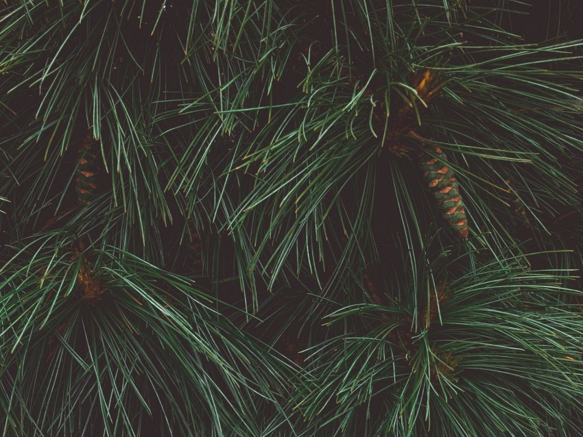 tree, needles, cones, green, dark