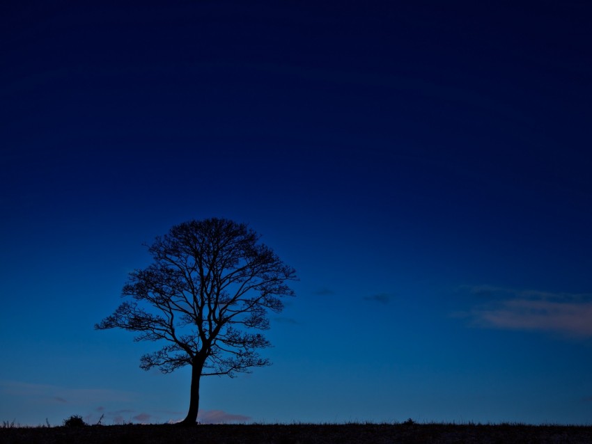tree, night, horizon, sky, dark