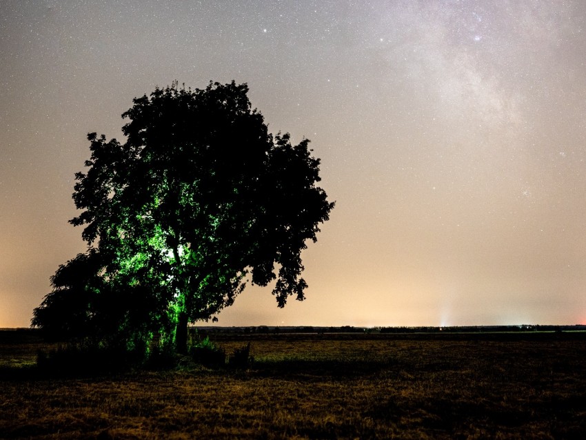tree, night, starry sky, plain, landscape