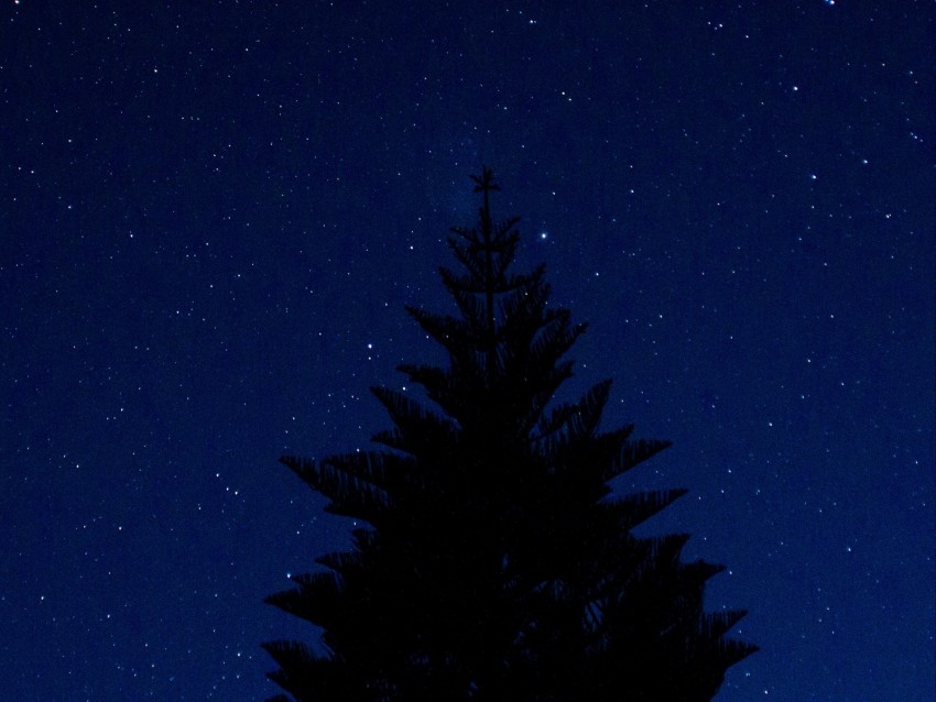 tree, outline, starry sky, night, tops