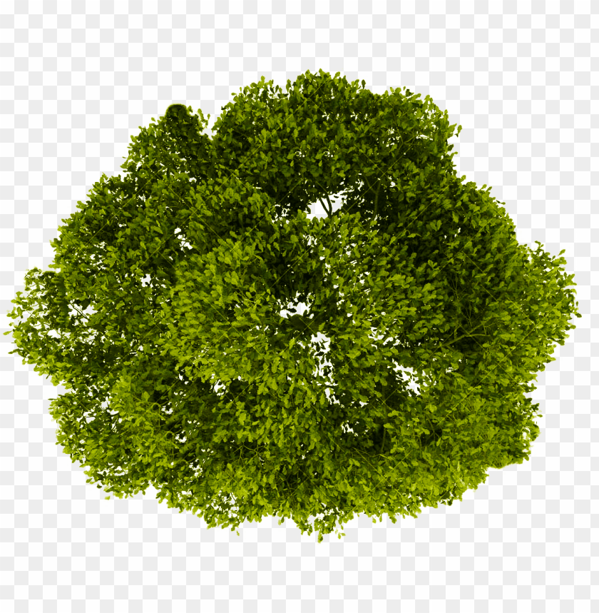 tree plan view PNG image with transparent background | TOPpng