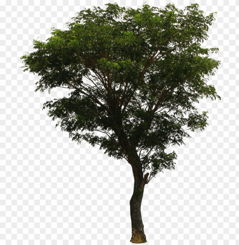 Tree Png File Download Free - Deviantart Tree PNG Transparent With Clear Background ID 192402