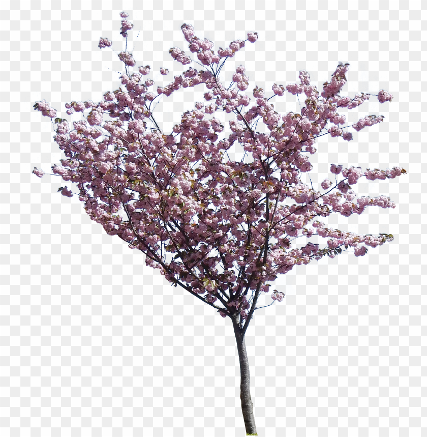 tree png hd transparent jacaranda tree PNG transparent with Clear Background ID 184791