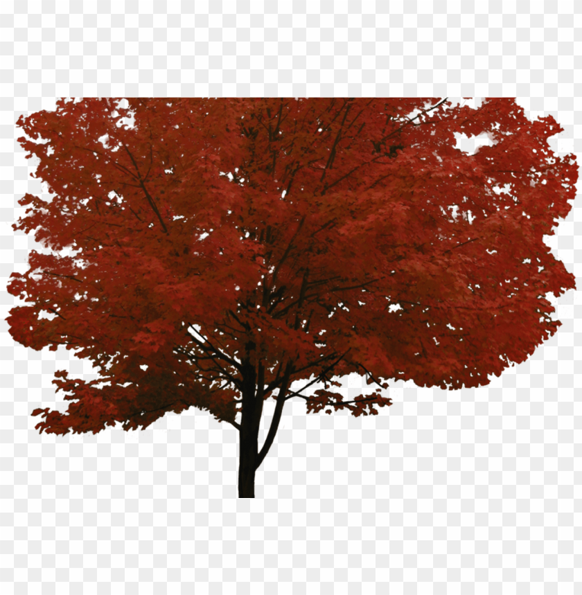 Tree Png Image Free Download Picture - Red Maple Tree PNG Transparent With Clear Background ID 277087