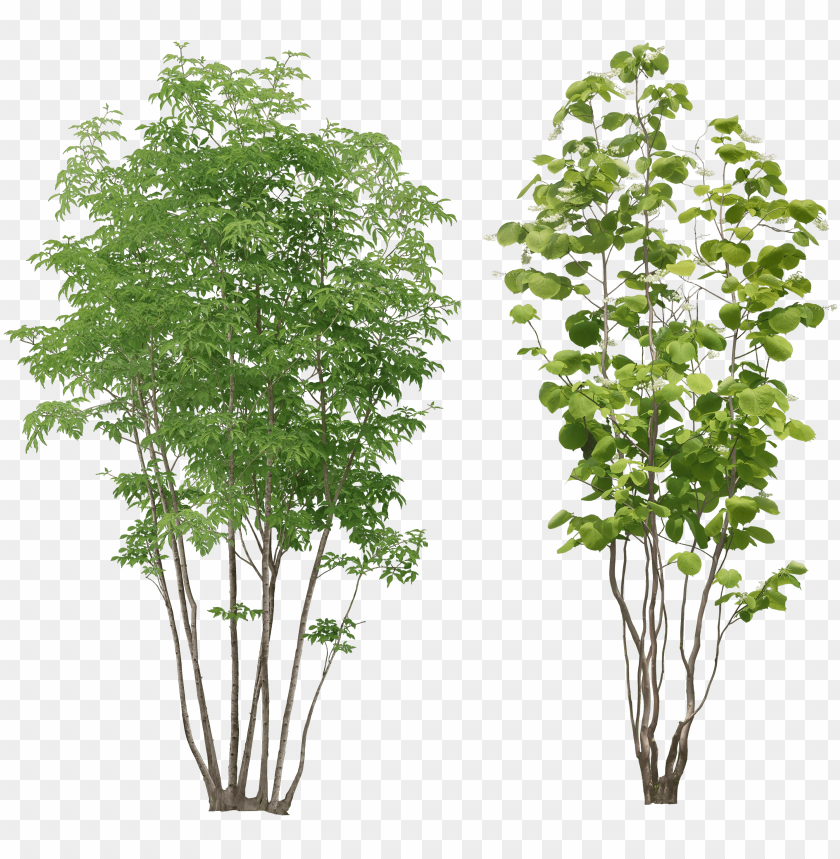 free PNG tree png image - small tree PNG image with transparent background PNG images transparent