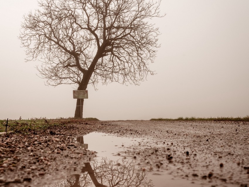 tree, puddle, fog, reflection, wet