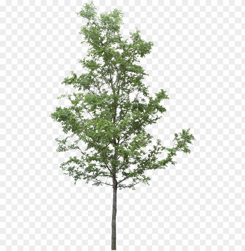 tree photoshop free download