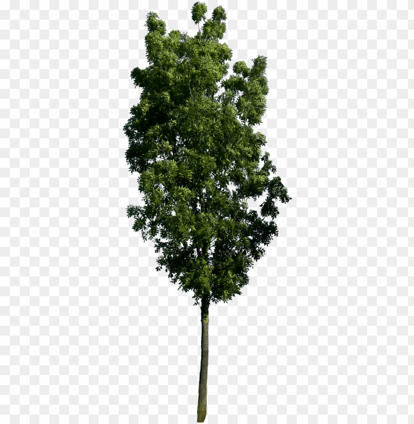 tree render, tree plan png, tree photoshop, tree psd, - tree PNG image with transparent background@toppng.com