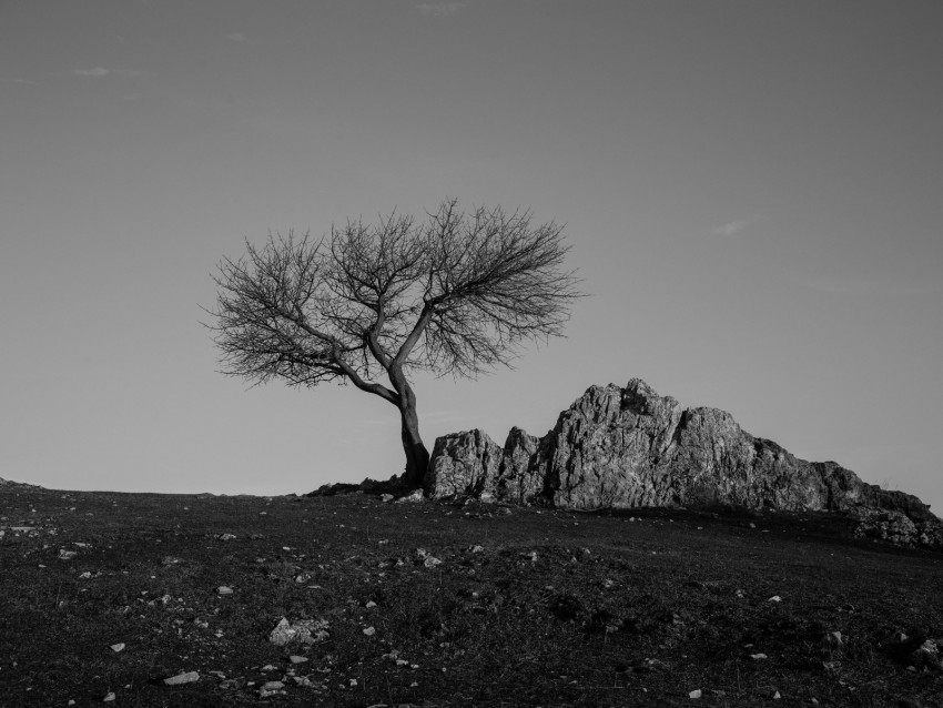 tree, rock, bw, minimalism