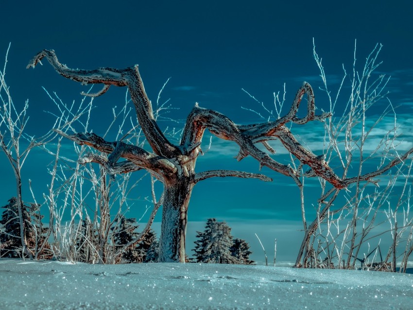 tree, snow, winter, branches, sky