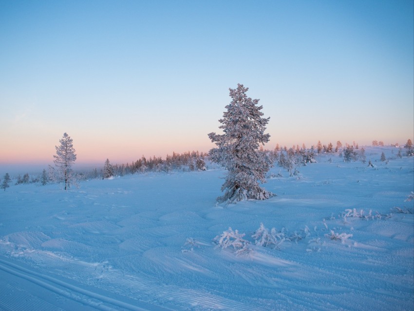 tree, snow, winter, frost, frosty