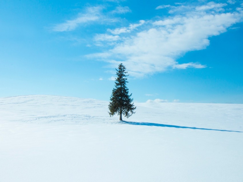 tree, snow, winter, horizon, sky