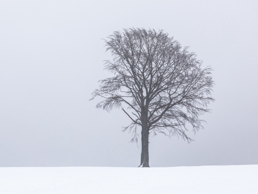tree, snow, winter, minimalism, bw