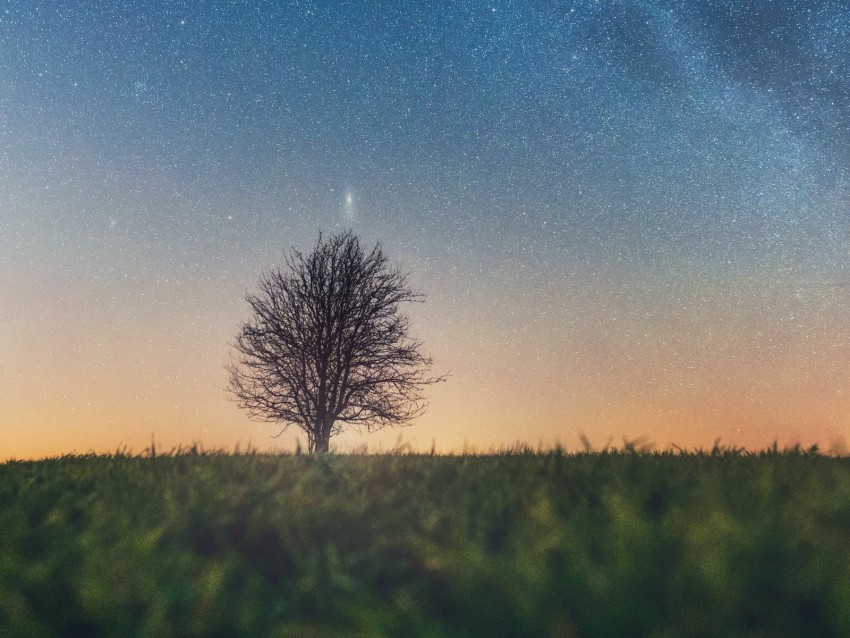 tree, starry sky, grass, horizon