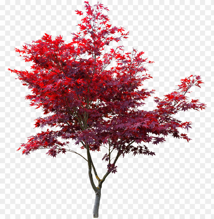 Tree Sticker - Japanese Maple Cut Out PNG Transparent With Clear Background ID 168559