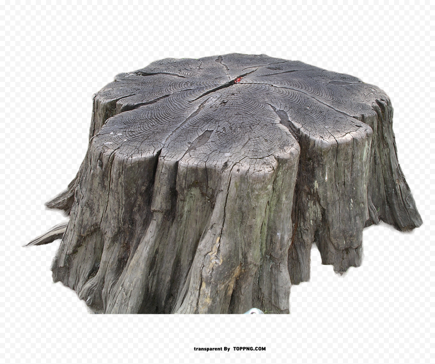 tree stump high quality design png ,Tree stump png,Tree stump png,Tree stumps png,Png tree stump,Tree stump clipart png,Tree stump image png