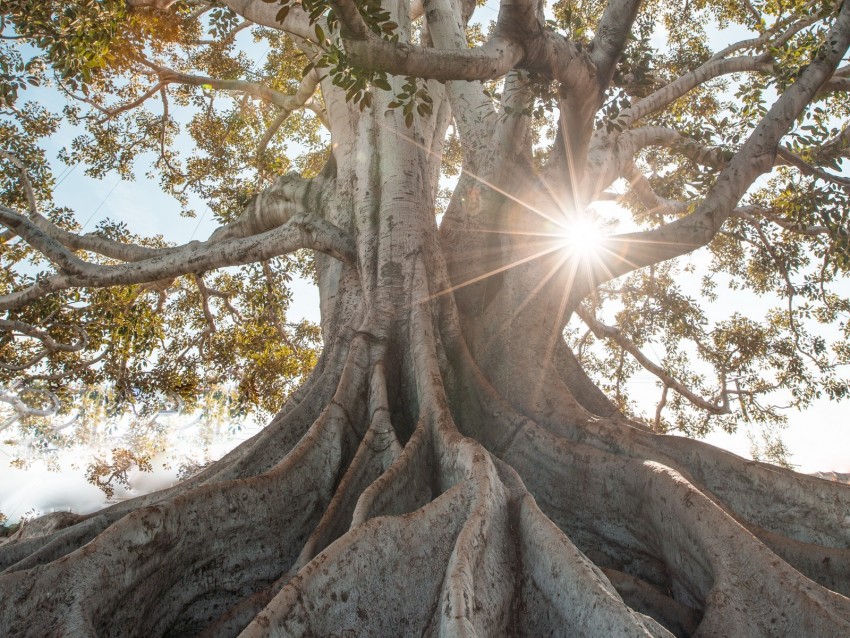 tree, sunlight, roots, giant