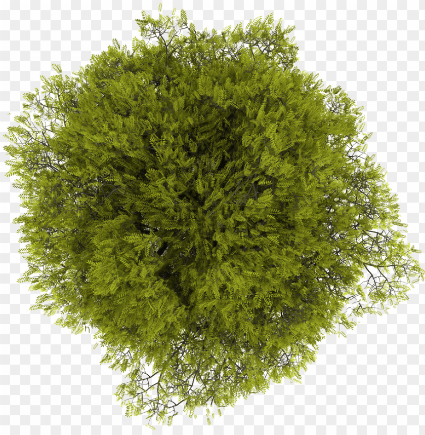 tree top view free PNG image with transparent background | TOPpng