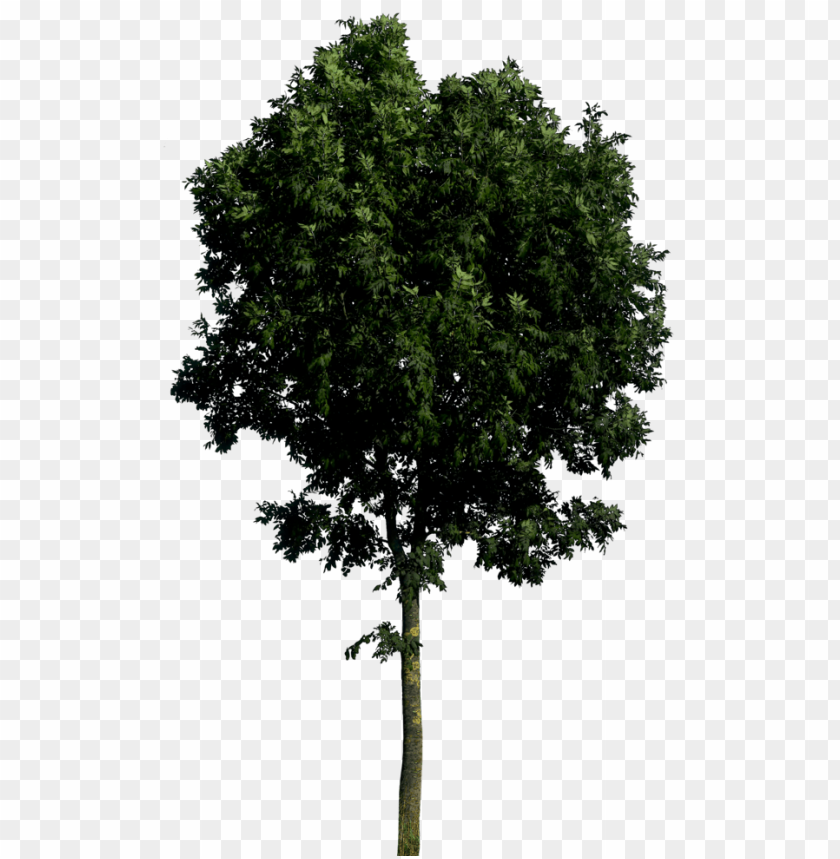 tree,شجرة