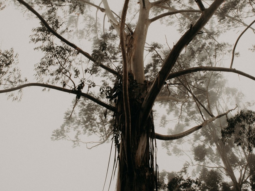 tree, trunk, branches, crown, fog