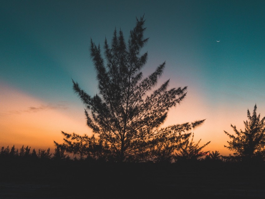 tree, twilight, evening, sky, sunset, outlines