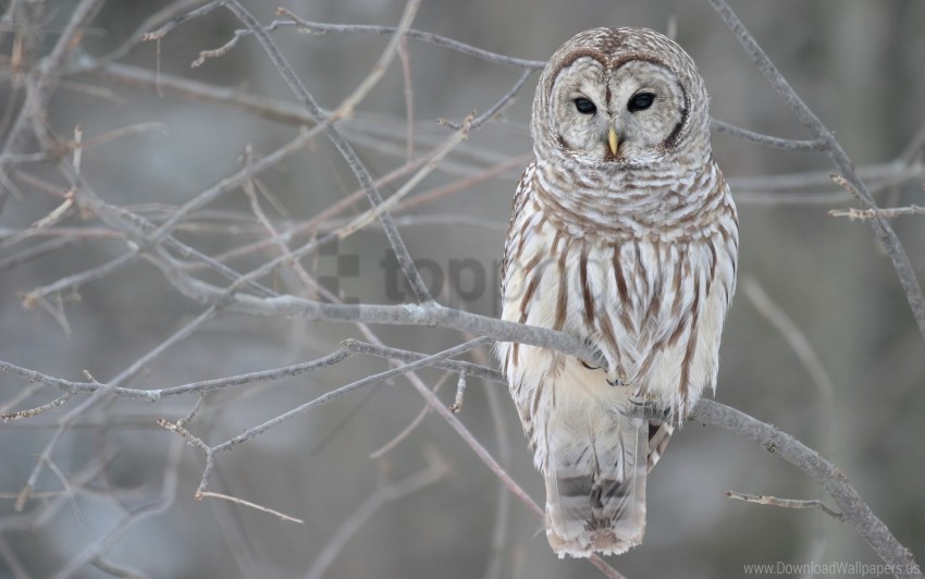 owl, bird, wildlife, nature, winter, feathers, forest