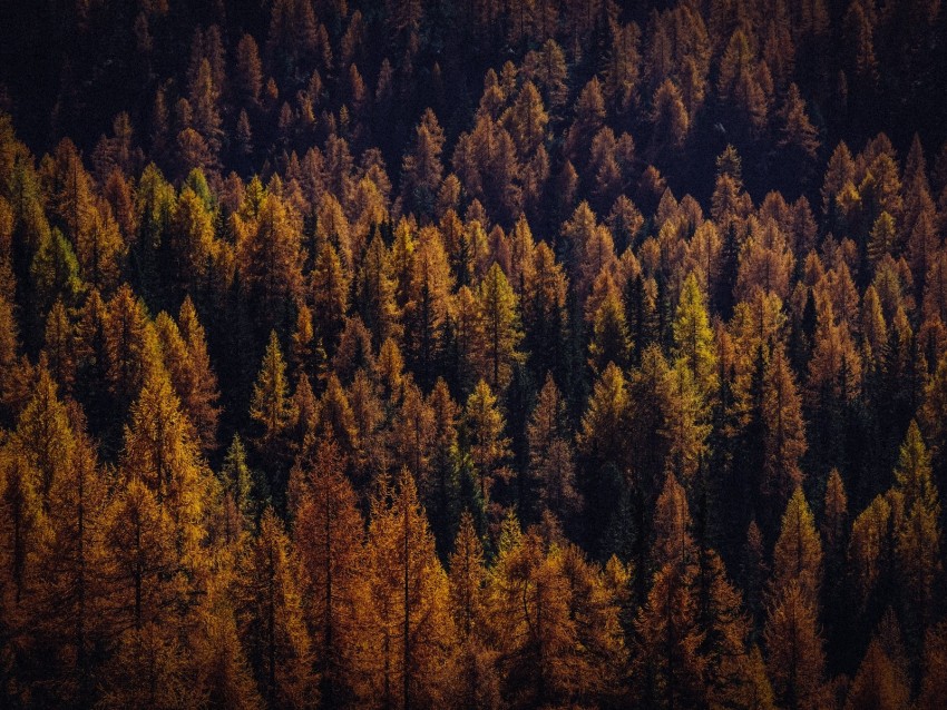 trees, aerial view, autumn, shadows, forest