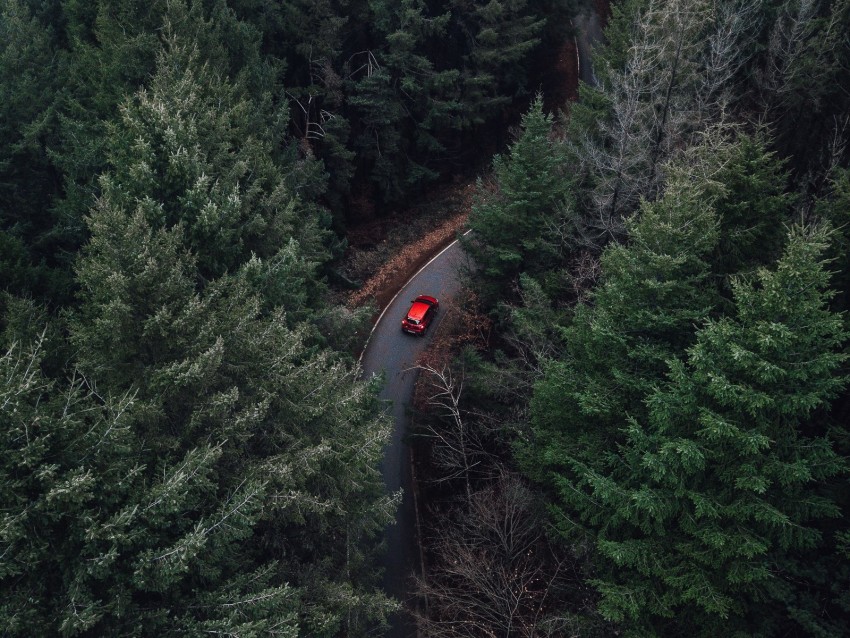 trees, aerial view, car, forest, fog