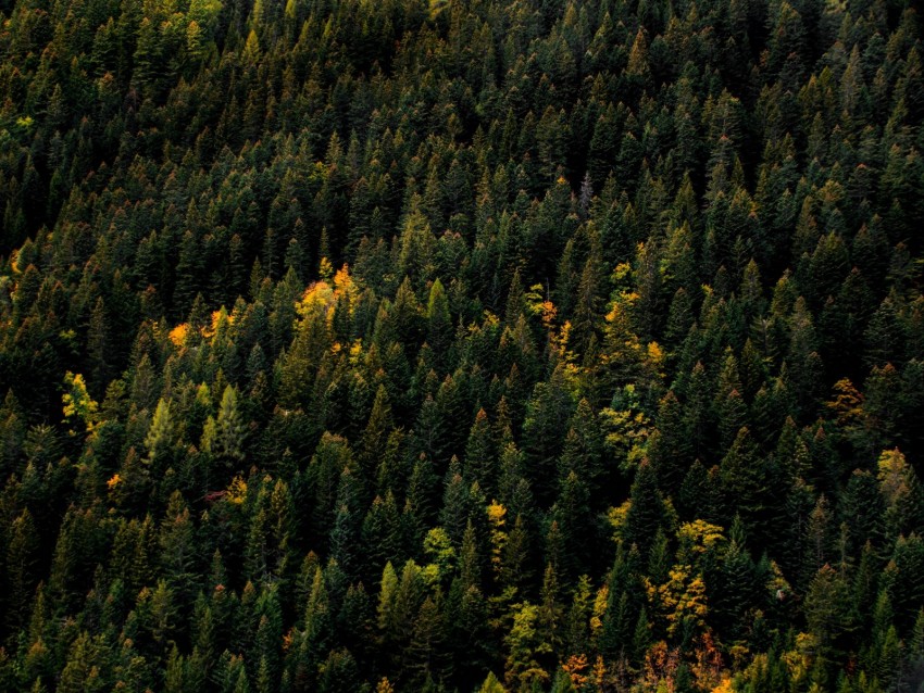 trees, aerial view, forest, autumn, tops