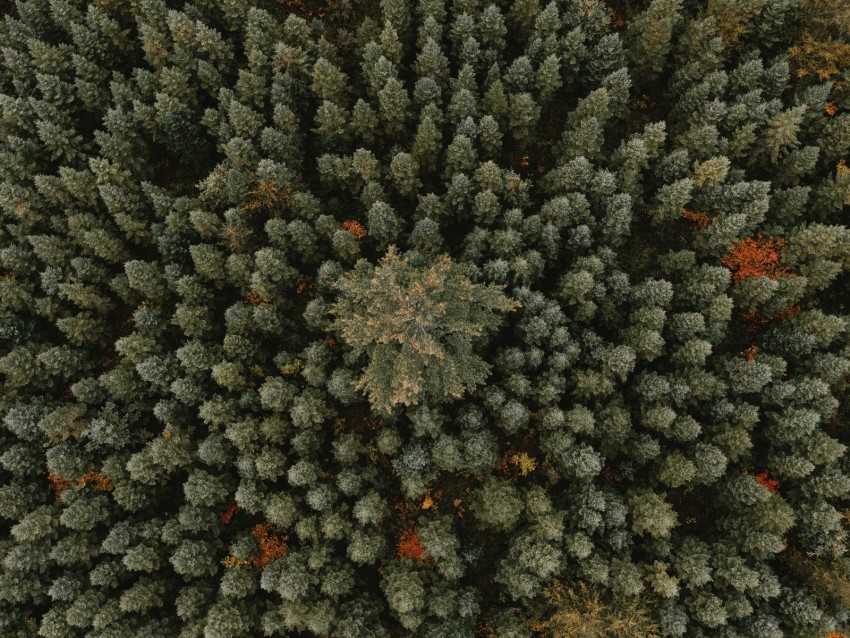 trees, aerial view, forest, ornament, green