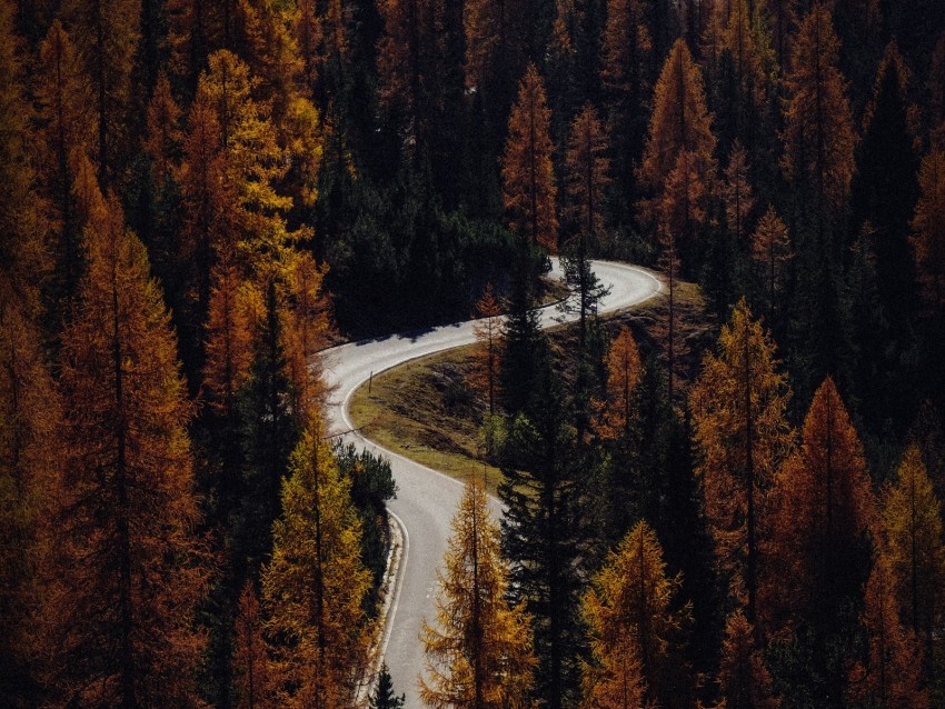 trees, autumn, road, aerial view, forest