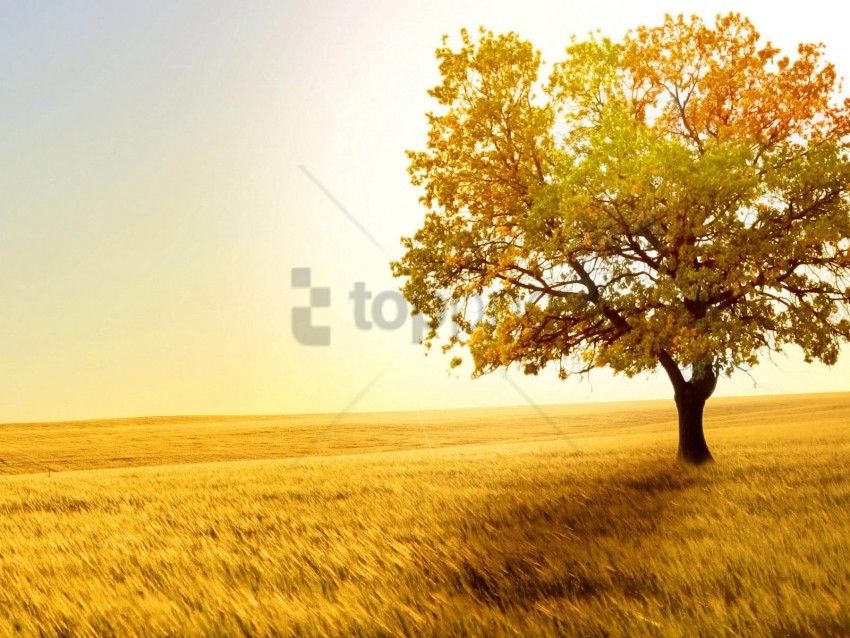 trees background image, trees,image,imag,tree,background